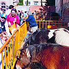 Mostra ramadera