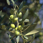 Les olives