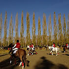 Exhibició de bestiar