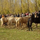Exposició de bestiar