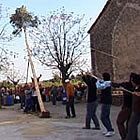 Aixecant el pi a Campanet (Mallorca)