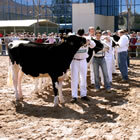 Concurs Català de Vaca Frisona