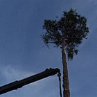 La plantada de l'arbre