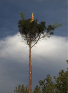 L'arbre plantat, amb la senyera i les dues cols