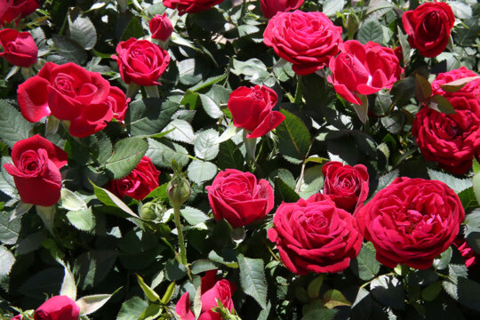 Roses petites