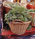 Carro amb les herbes. Foto: Salvador Palomar