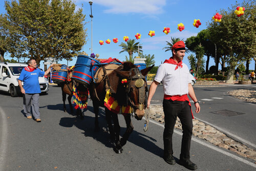 Arribada de les mules carregades amb semals plenes de raïm