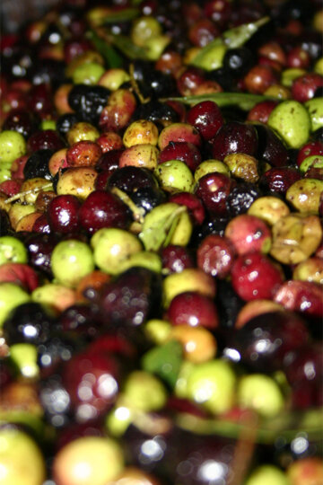 L'oliva arbequina, una de les estrelles de la festa