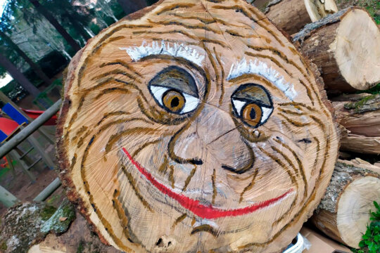 Tió d'un freixe centenari (Sant Hilari Sacalm)