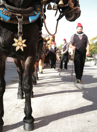 Cavall engalanat i traginer