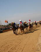Cursa de cavalls amb genet