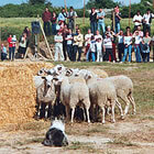 Concurs de gossos d'atura