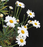 Flors de margarita