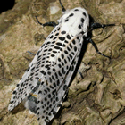 Fotografia de l'insecte en la seva fase alada