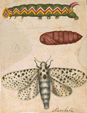 Dibuix de l'insecte en les seves tres fases