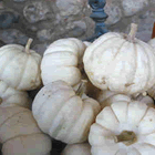 Carbasses blanques