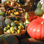 Carbasses de totes mides i colors