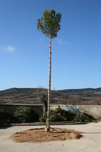 El maio, plantat a plaça