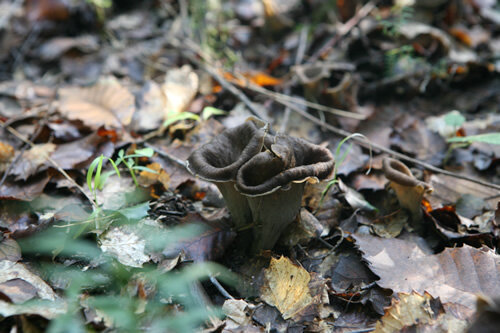 Trompetes de la mort al bosc