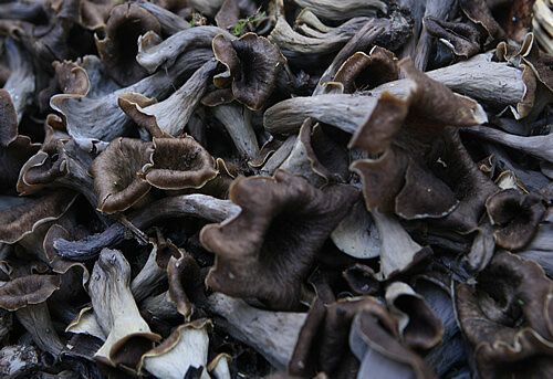Trompetes de la mort al cistell