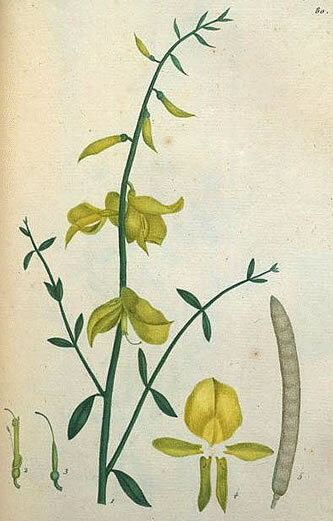Il·lustració d'una ginesta