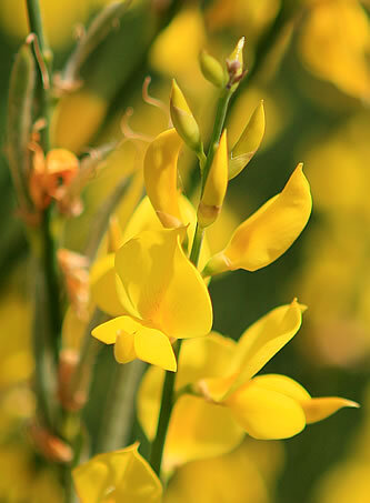 Pètals de ginesta