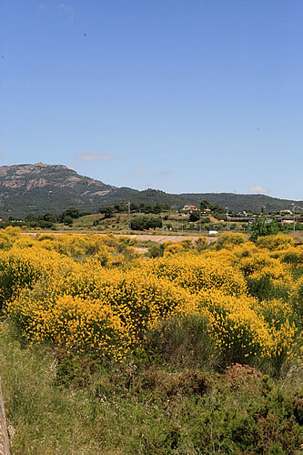 Riera plena de ginesta al Vallès