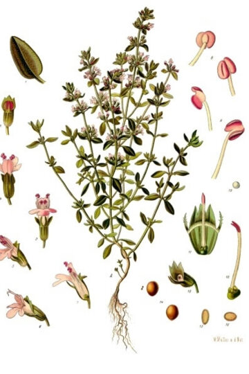 Dibuix de la farigola