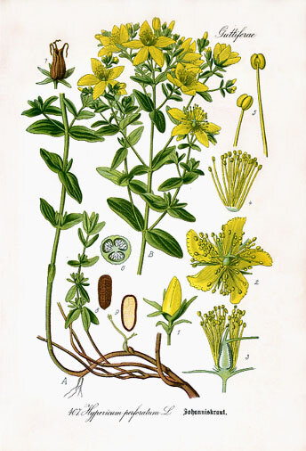 Dibuixos del pericó