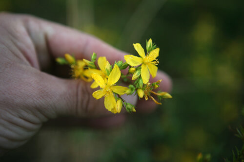 Flor de pericó