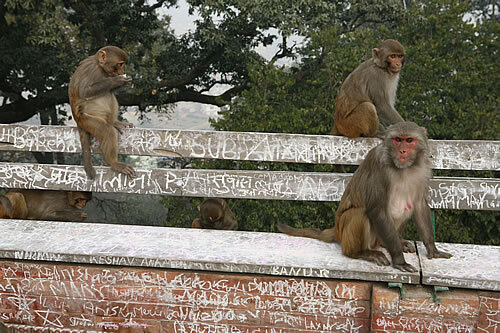Un grup de macacos damunt un banc
