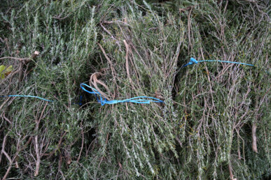 El romaní, protagonista