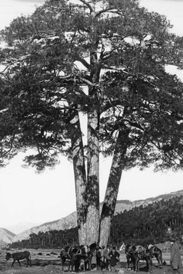 Una de les poques imatges que es té del Pi quan encara era viu, 1905