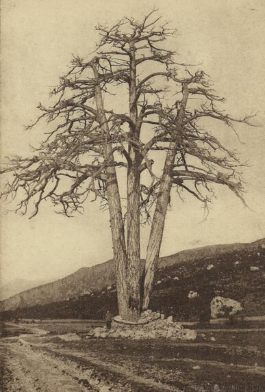 El Pi l'any 1915