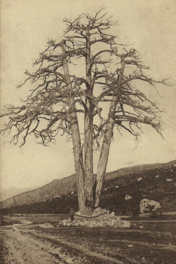 El Pi l'any 1915