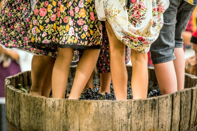 Piant el raïm. Foto: Guiu Tubella