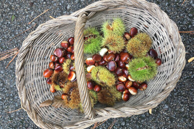 Cistell ple de castanyes