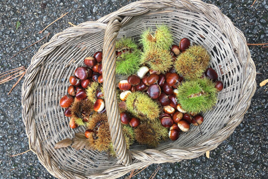 Cistell ple de castanyes