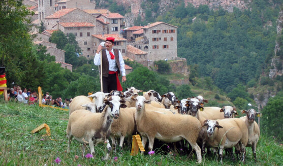 Concurs Internacional de Gossos d'atura de Castellar de n'Hug