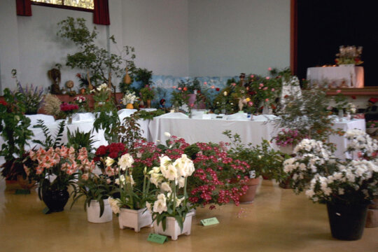 Exposició de flors