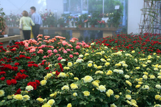 Les roses de l'Exposició