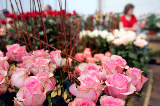 S'hi exposen tot tipus de roses