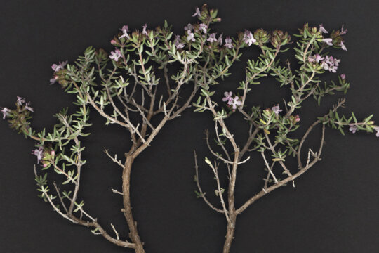 Branquilló de farigola. Foto: Herbari Virtual. Universitat de València