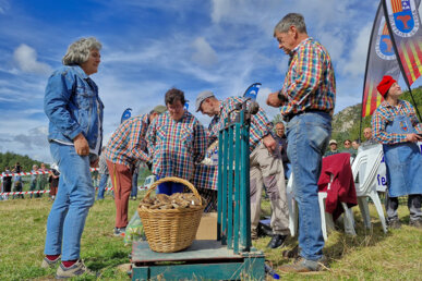 Pesant els bolets recollits