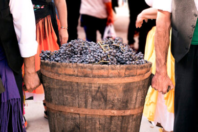 El raïm arriba en samals