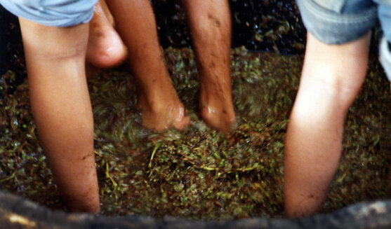 Festa del Most a Font-rubí