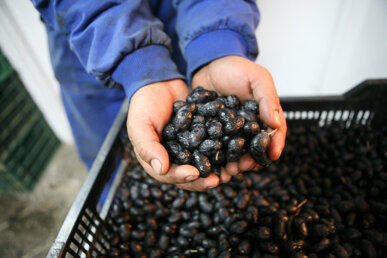 Olives negres per menjar