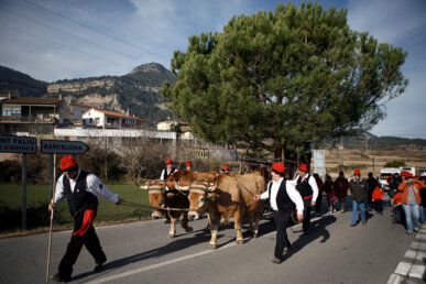 Els bous tirant de la carreta on hi ha el pi