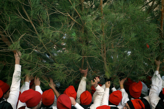 L'arbre damunt el carro