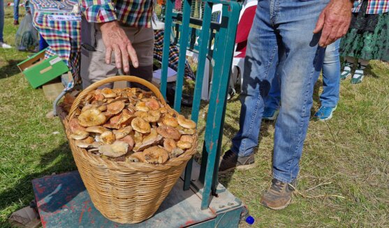 Festa del bolet de Berga